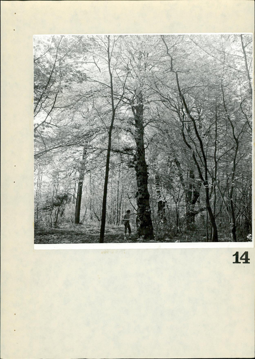 Ewidencja parkowa, skan nr 76