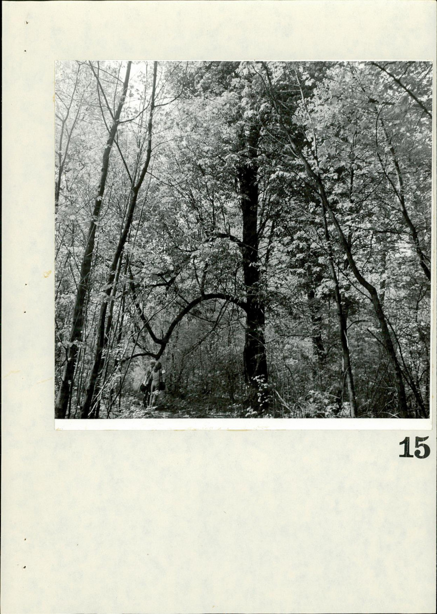 Ewidencja parkowa, skan nr 77