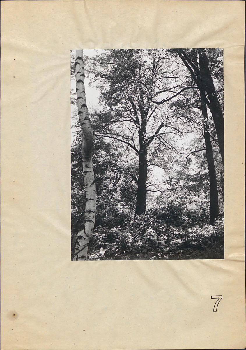 Ewidencja parkowa, skan nr 34
