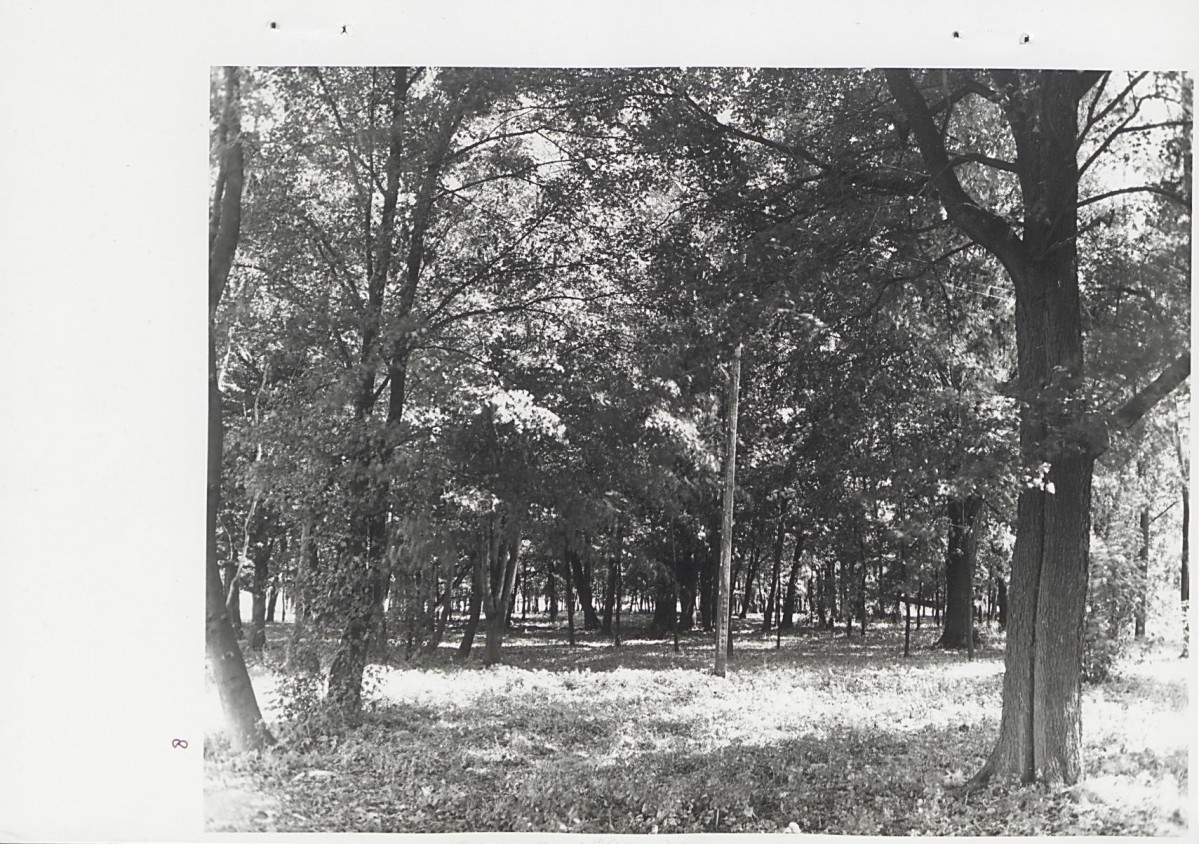 Ewidencja parkowa, skan nr 44