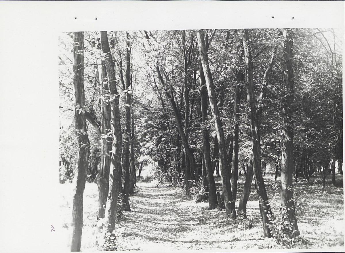 Ewidencja parkowa, skan nr 48