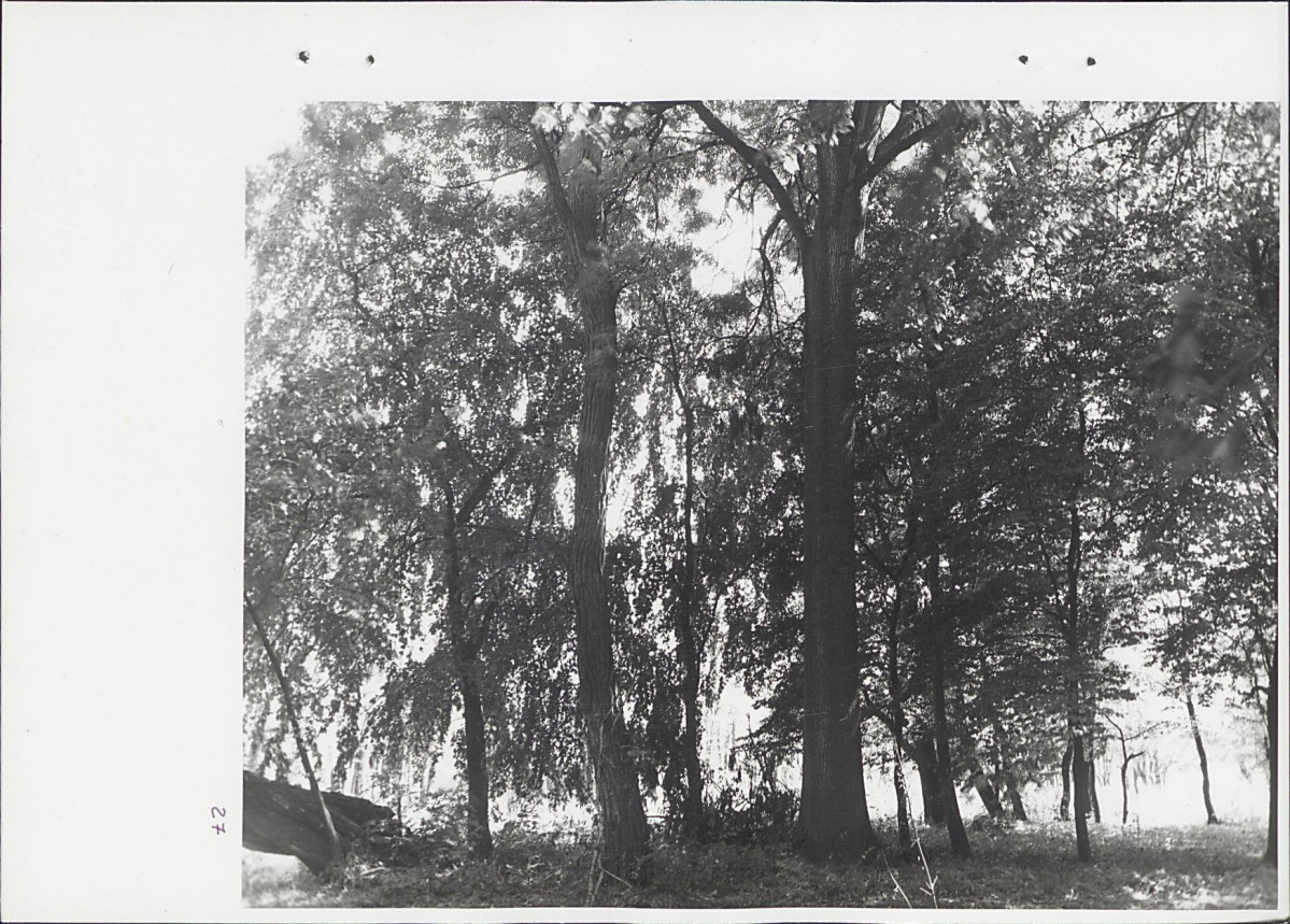 Ewidencja parkowa, skan nr 63