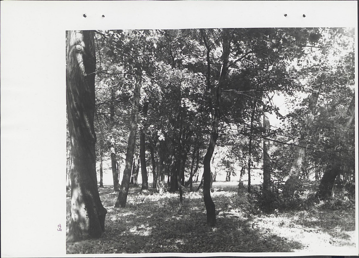 Ewidencja parkowa, skan nr 65