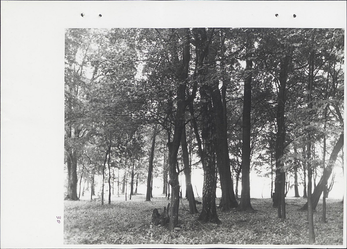 Ewidencja parkowa, skan nr 66