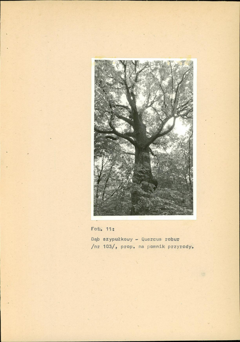 EP - Ewidencja parkowa, skan nr 43