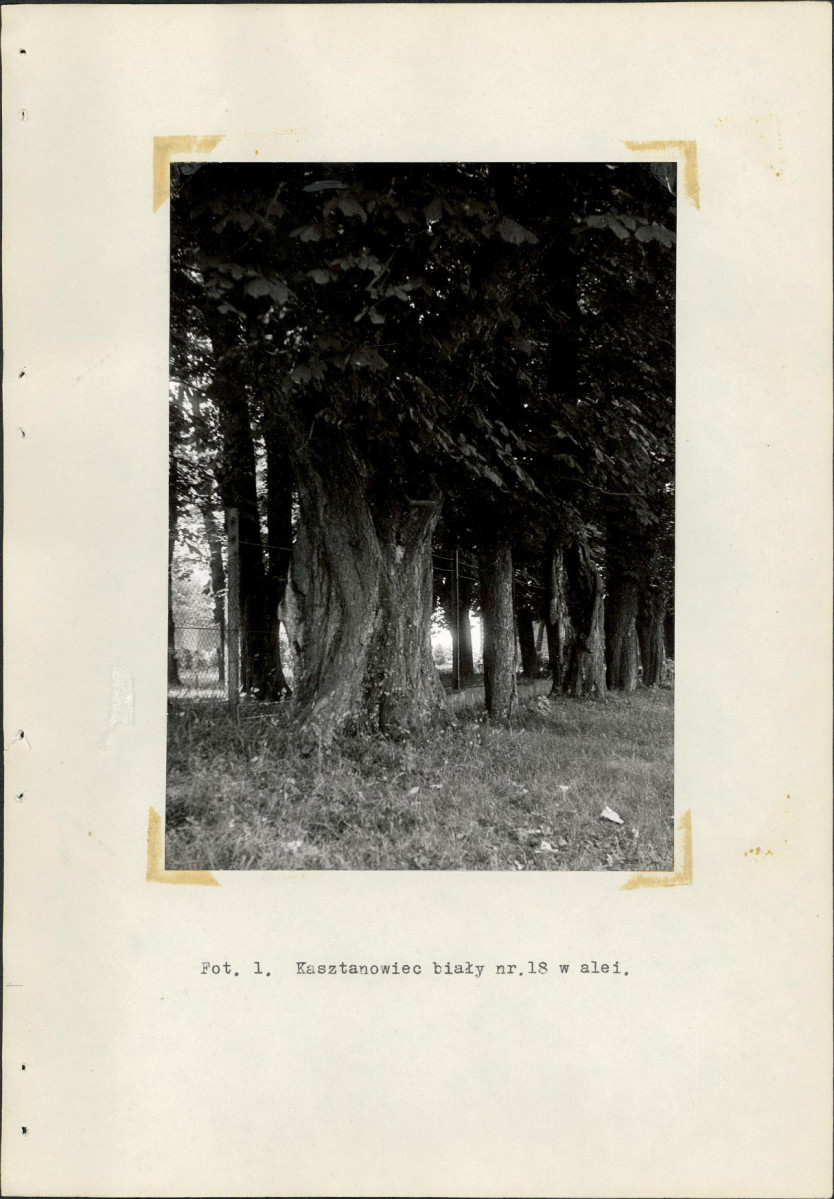 Ewidencja parkowa, skan nr 36