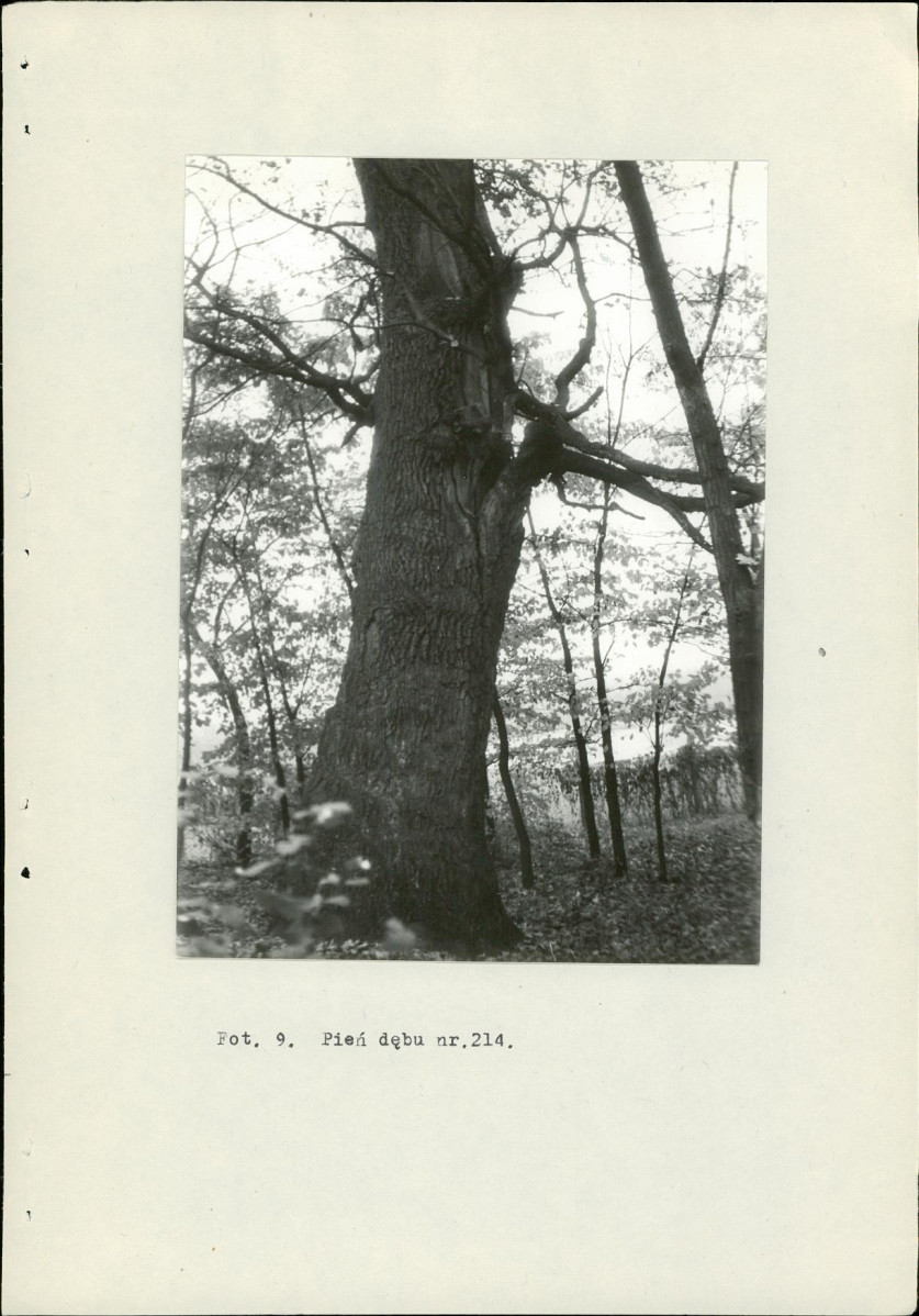Ewidencja parkowa, skan nr 40