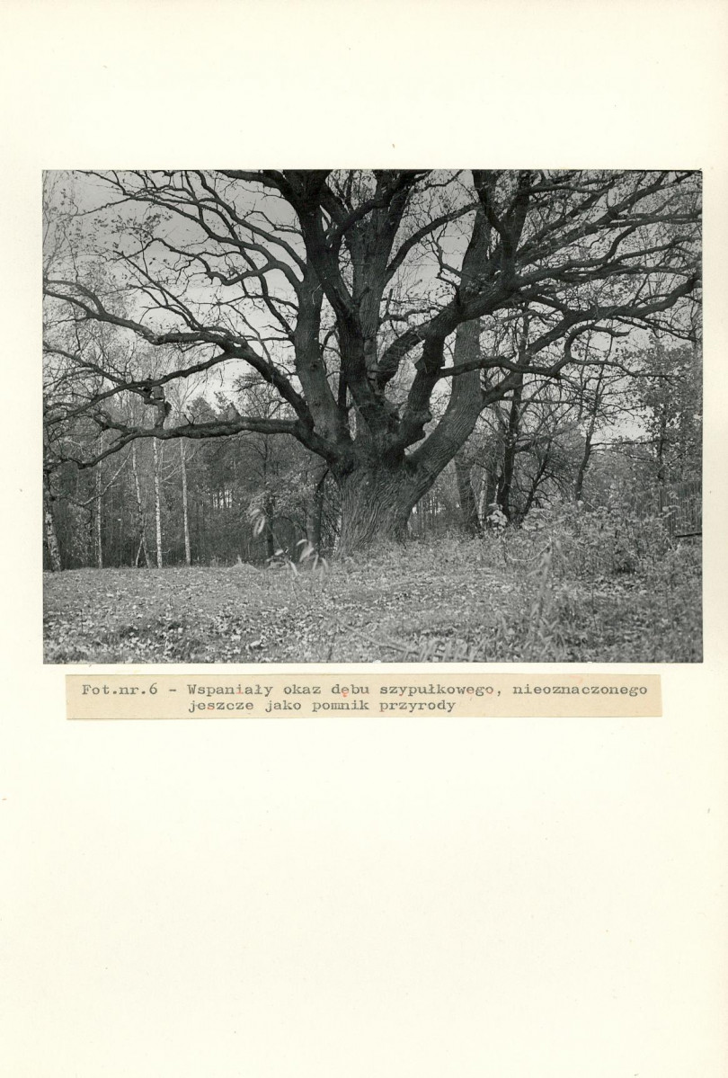 Ewidencja parkowa, skan nr 28