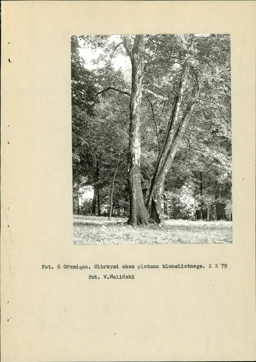 EP - Ewidencja parkowa, skan nr 19