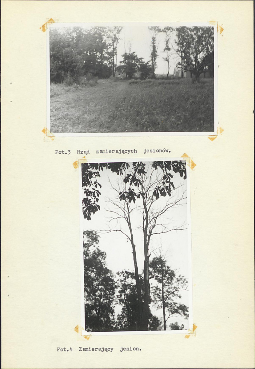 Ewidencja parkowa, skan nr 21