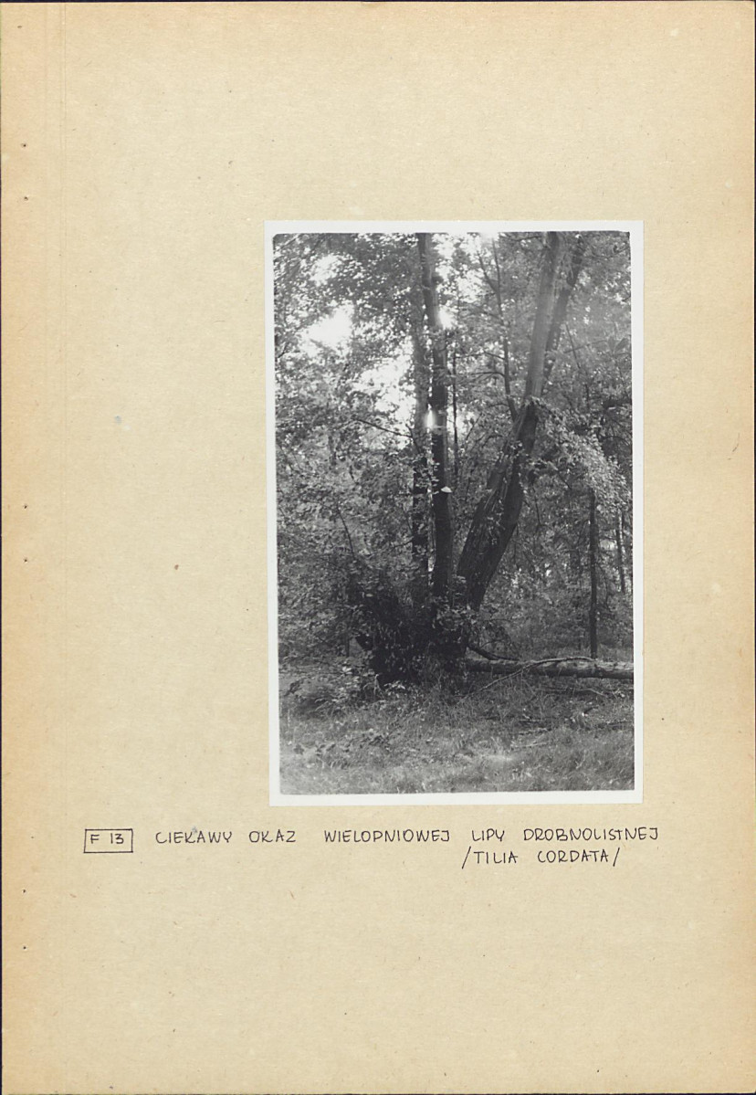 EP - Ewidencja parkowa, skan nr 32