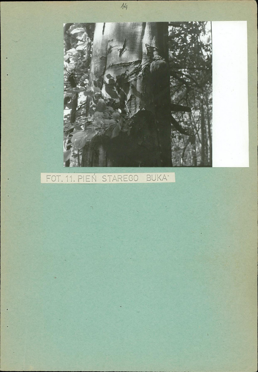 Ewidencja parkowa, skan nr 21