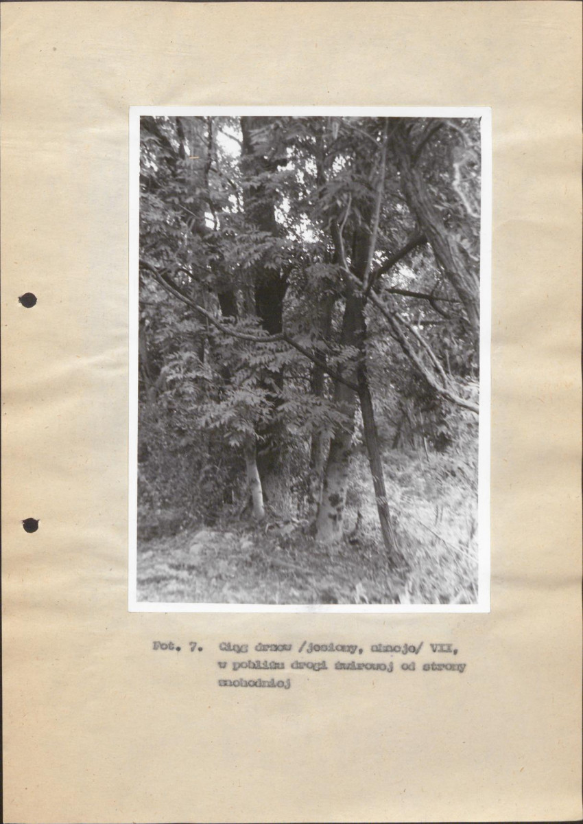 Ewidencja parkowa, skan nr 43