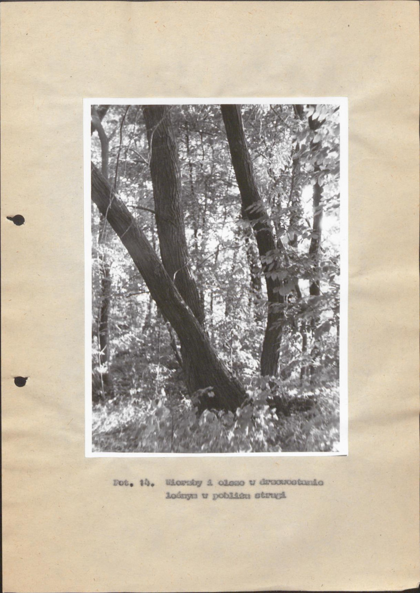 Ewidencja parkowa, skan nr 50