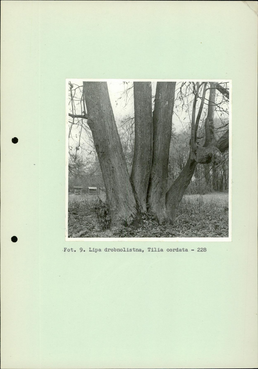 Ewidencja parkowa, skan nr 34