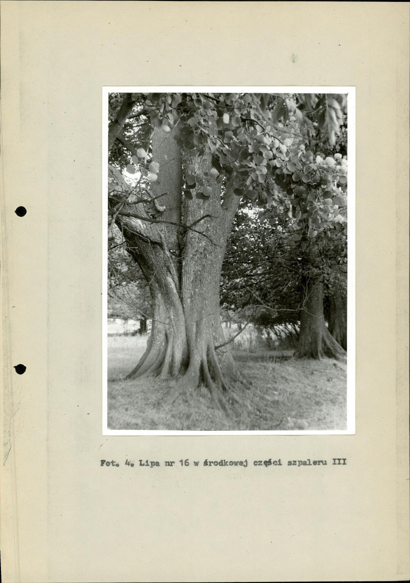Ewidencja parkowa, skan nr 32