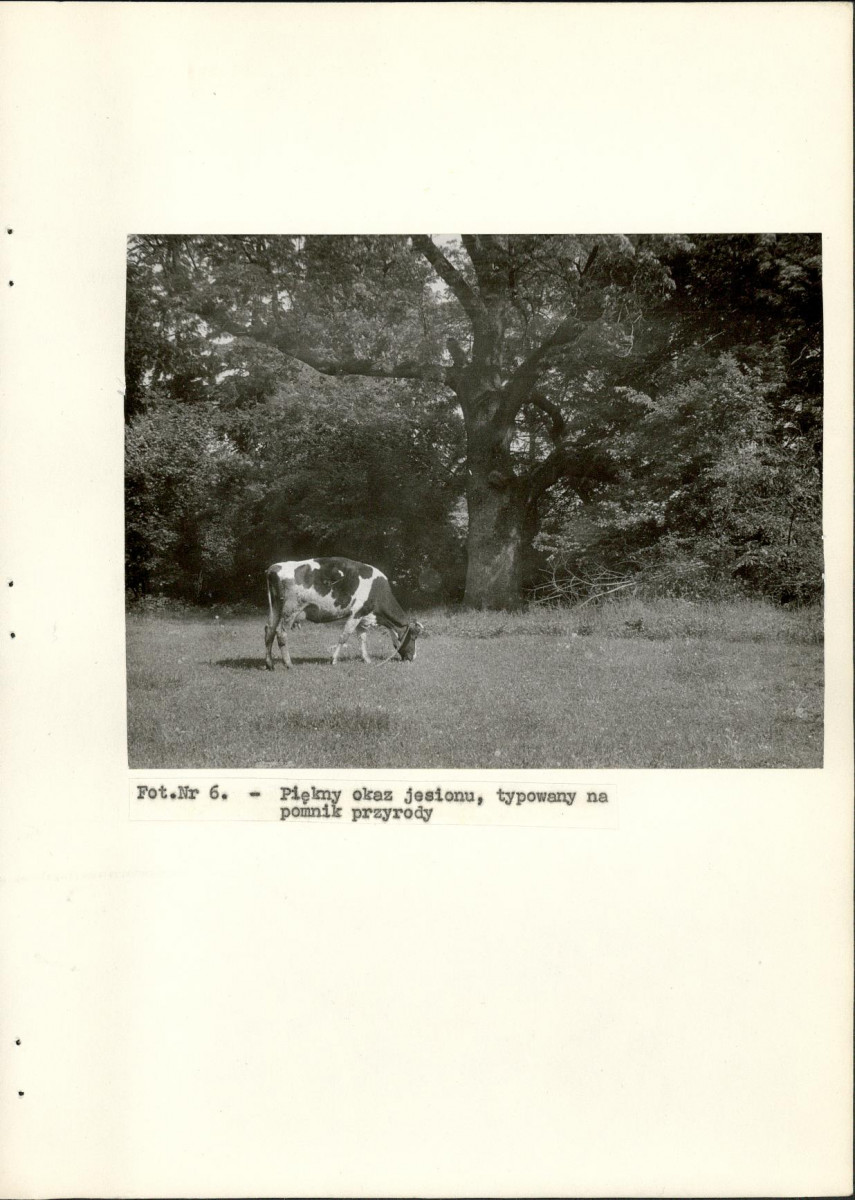 Ewidencja parkowa, skan nr 24