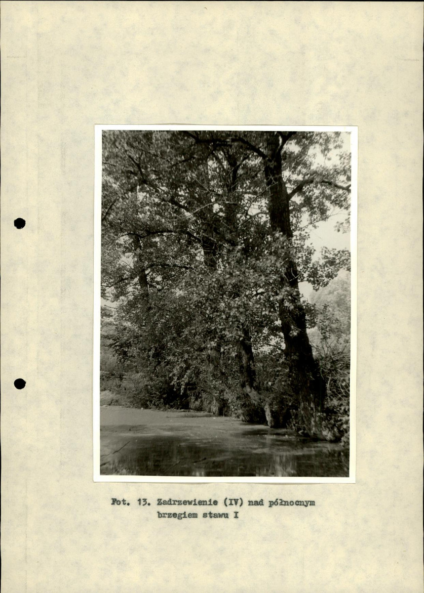 Ewidencja parkowa, skan nr 36