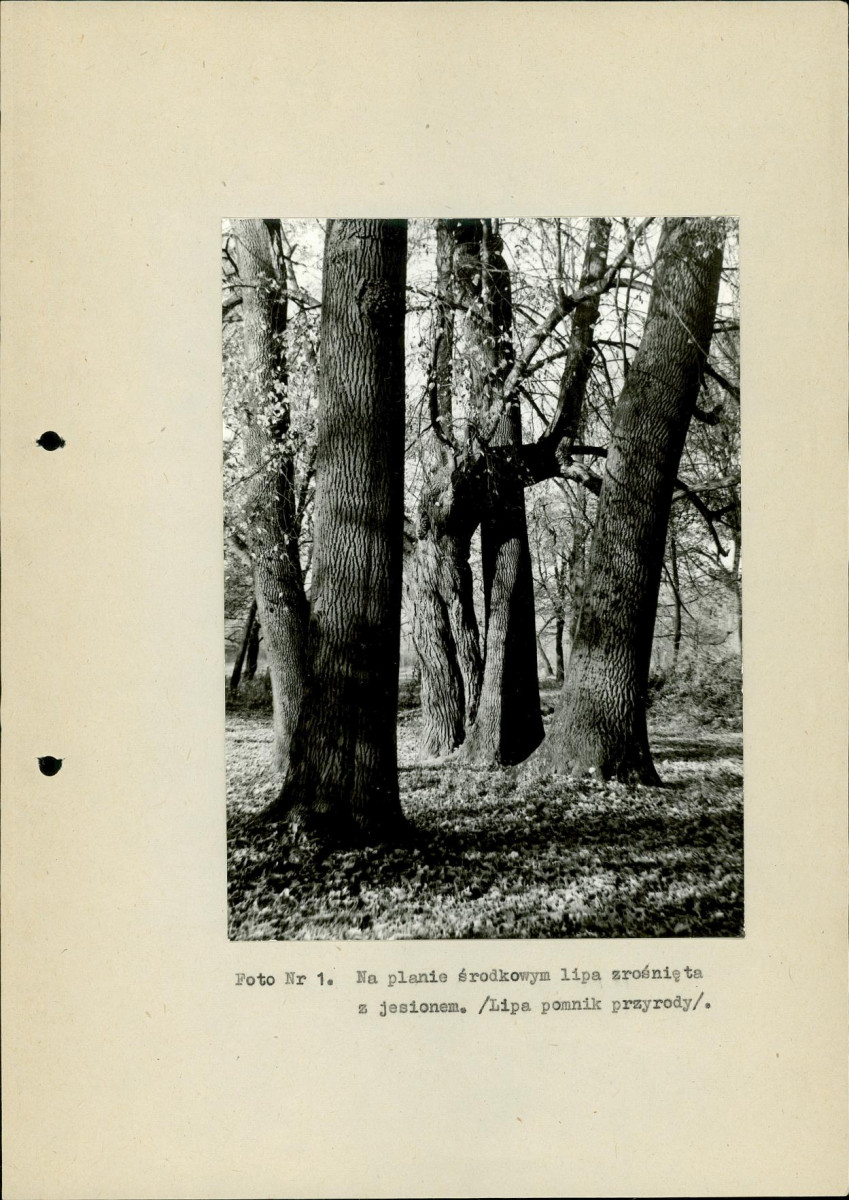 Ewidencja parkowa, skan nr 29
