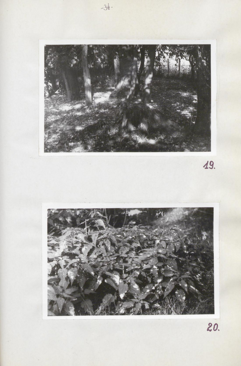 Ewidencja parkowa, skan nr 39