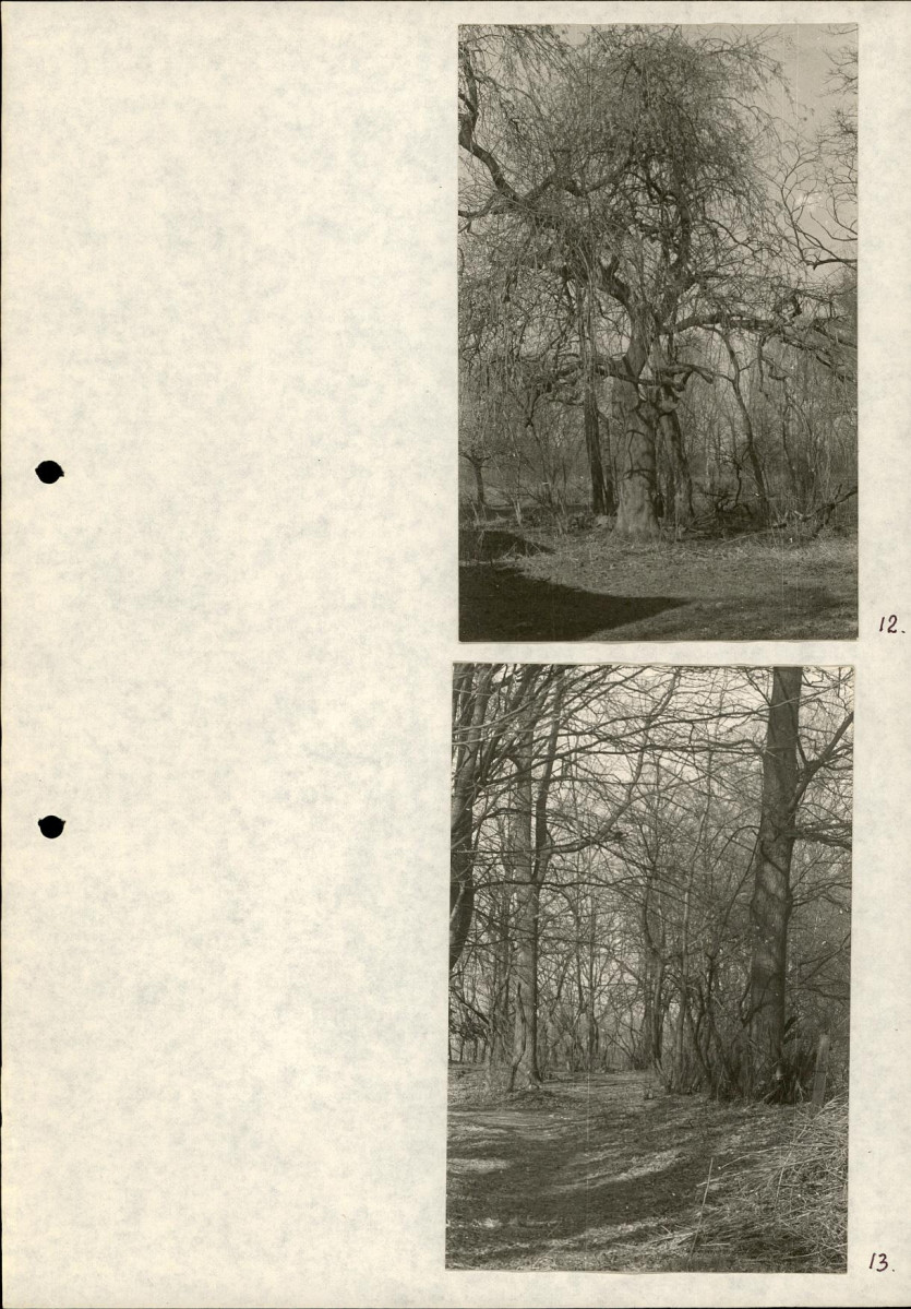 Ewidencja parkowa, skan nr 26