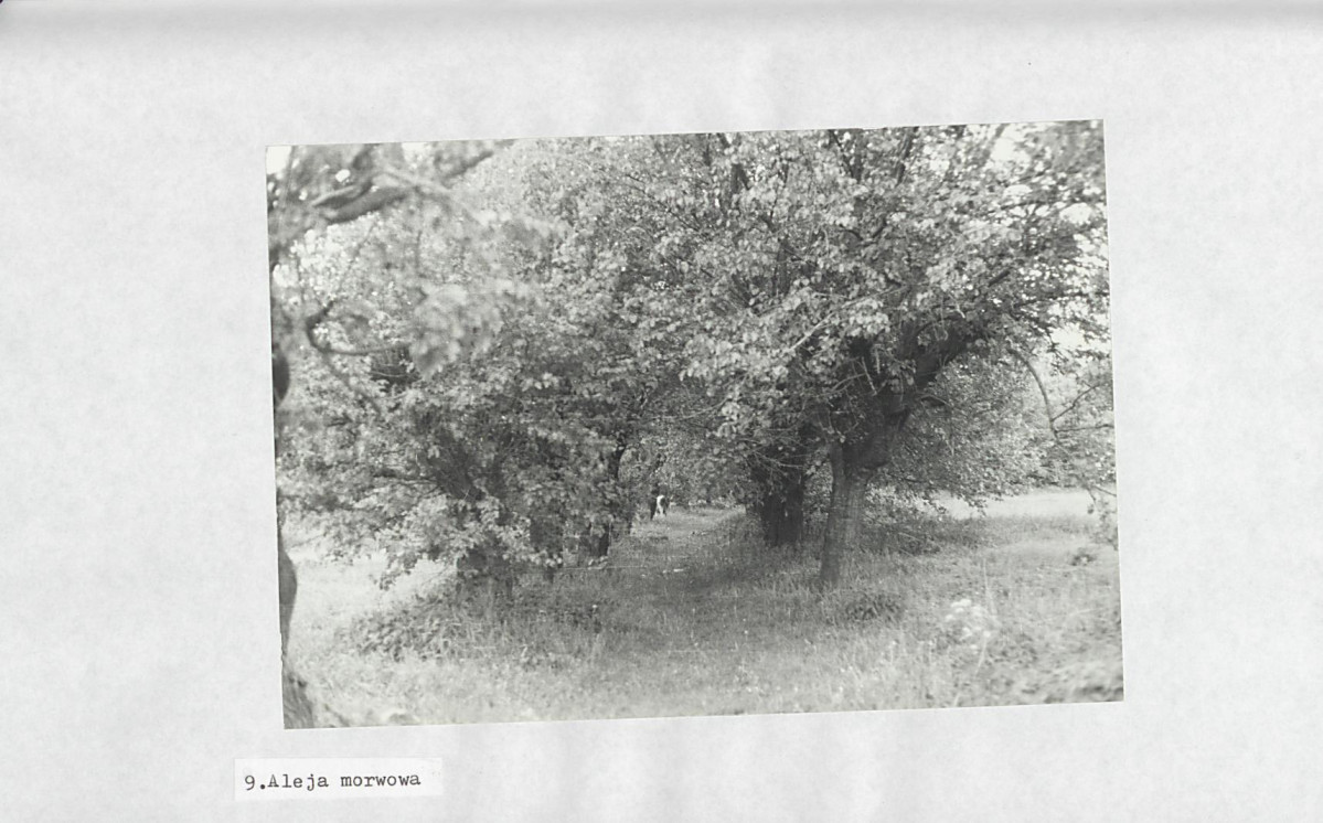 Ewidencja parkowa, skan nr 29