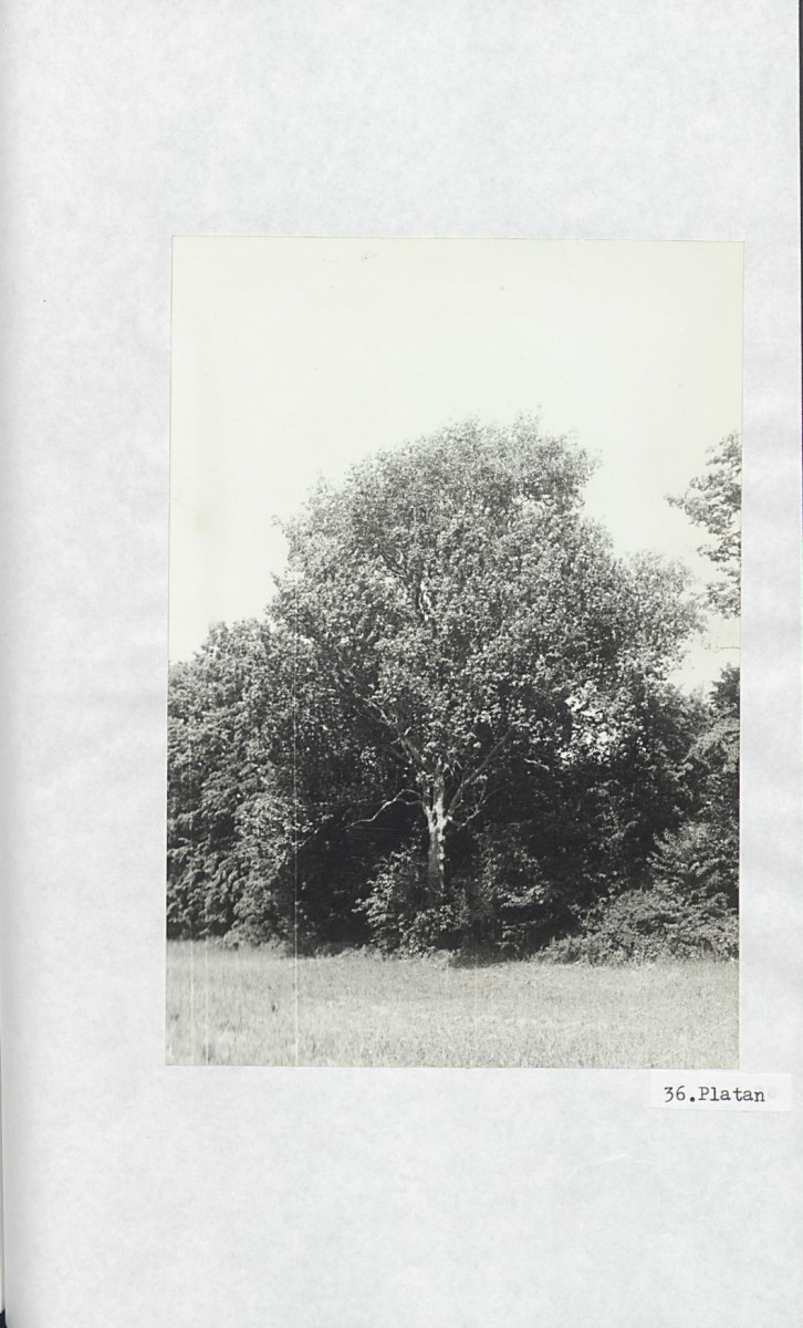 Ewidencja parkowa, skan nr 56