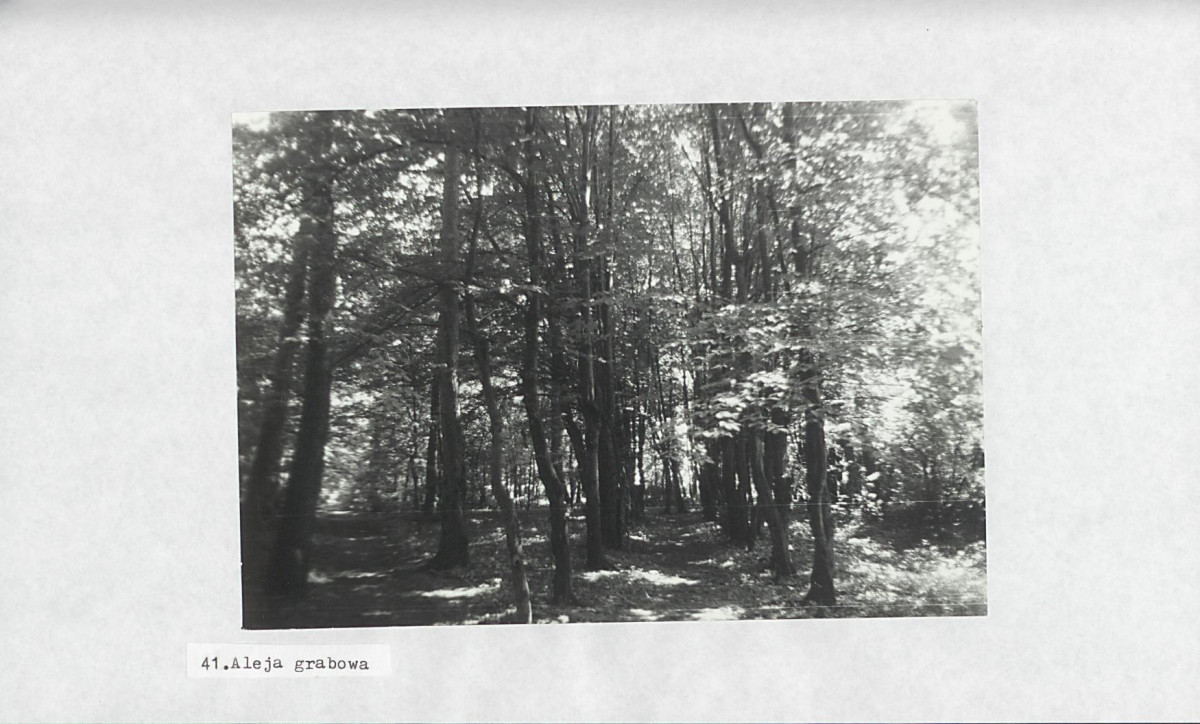 Ewidencja parkowa, skan nr 61