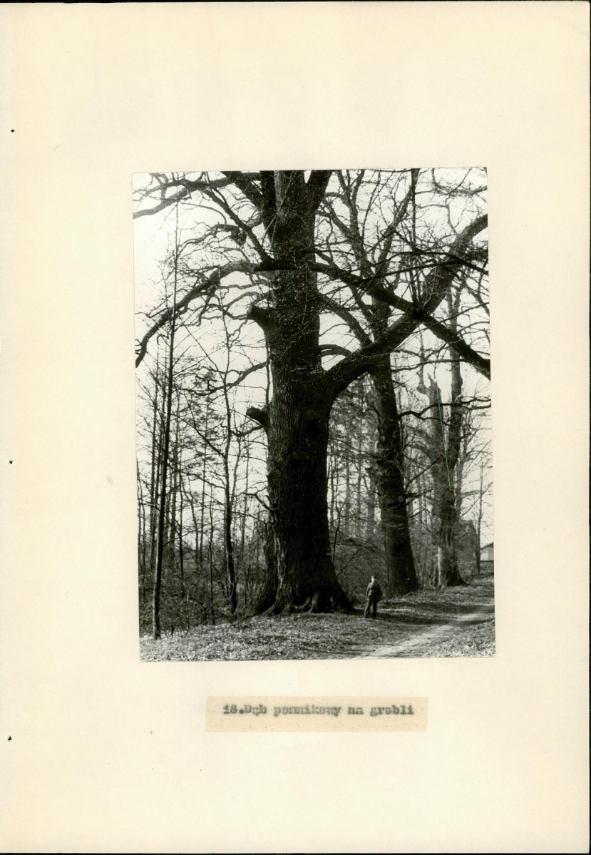 EP - Ewidencja parkowa, skan nr 38