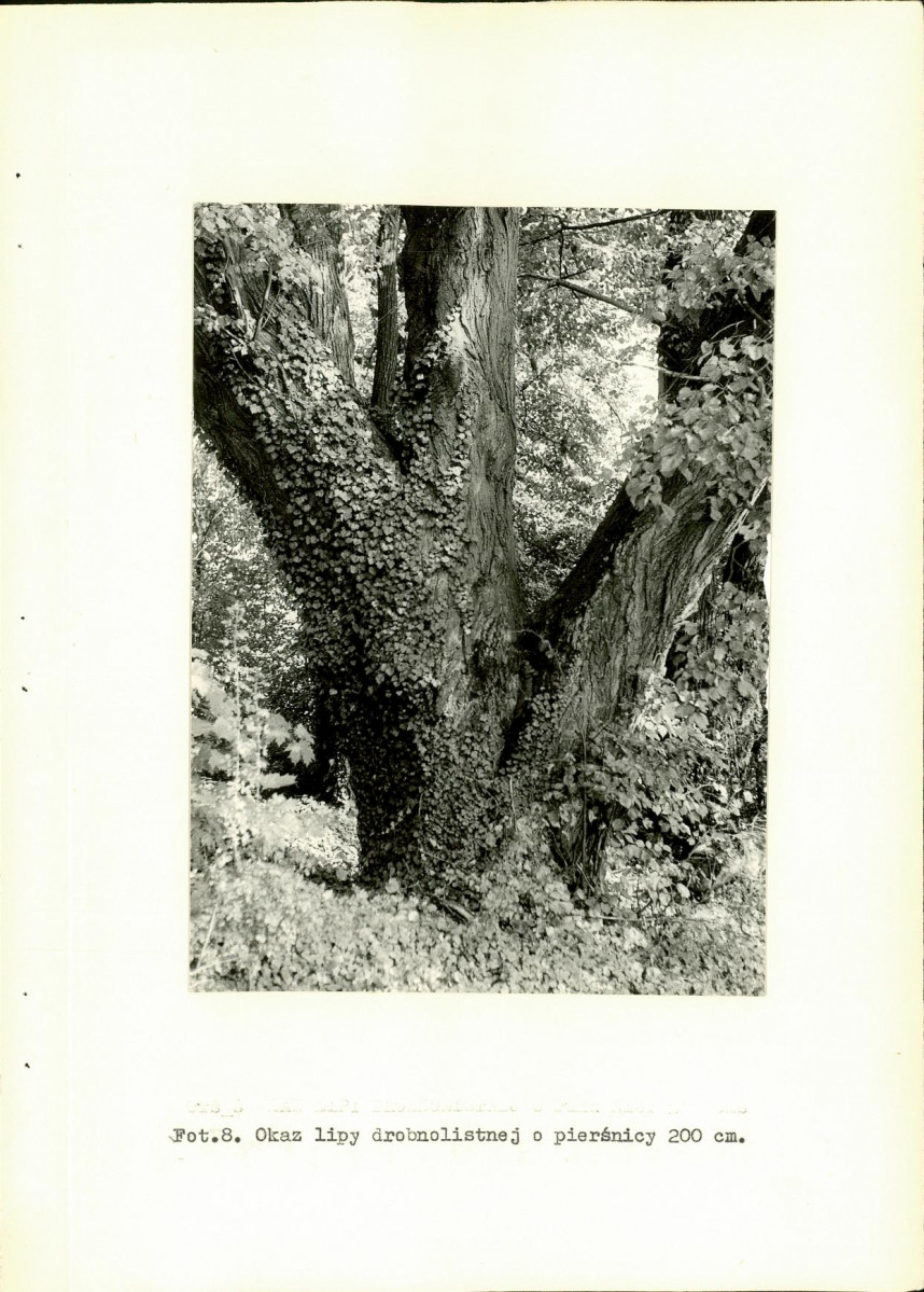 Ewidencja parkowa, skan nr 23