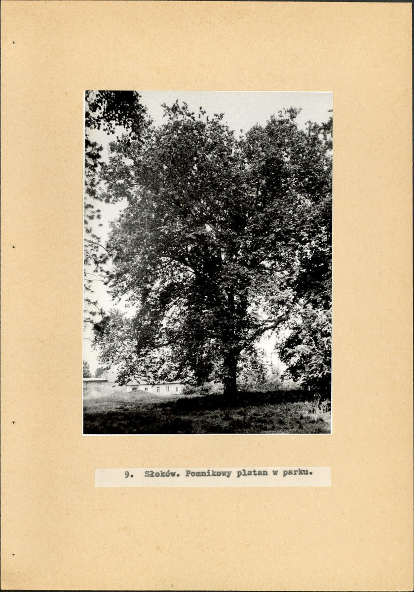 EP - Ewidencja parkowa, skan nr 29