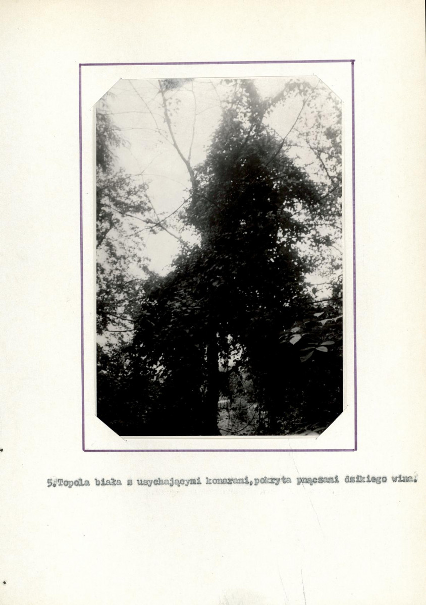 Ewidencja parkowa, skan nr 19