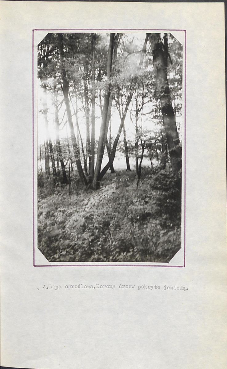Ewidencja parkowa, skan nr 21