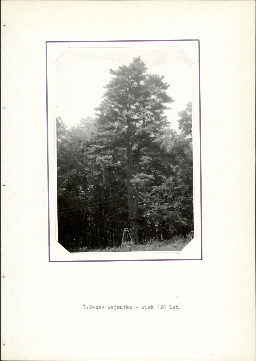EP - Ewidencja parkowa, skan nr 20