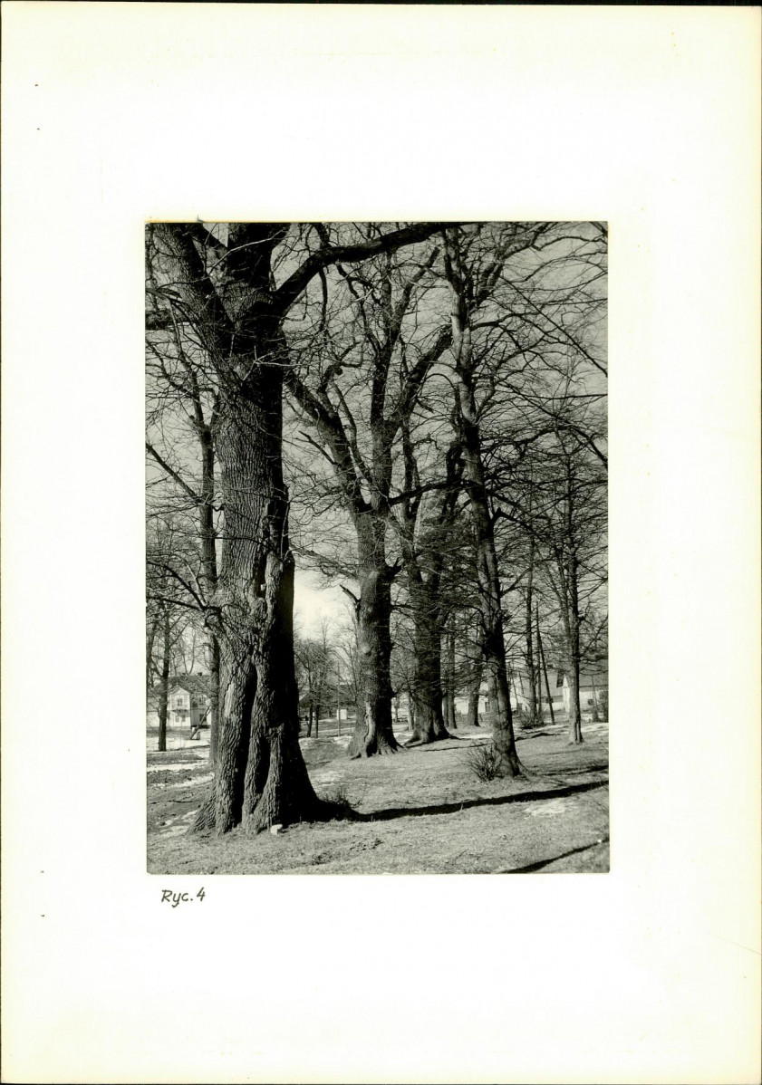 Ewidencja parkowa, skan nr 19