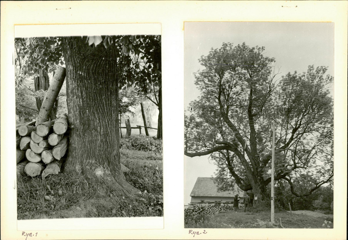 Ewidencja parkowa, skan nr 7