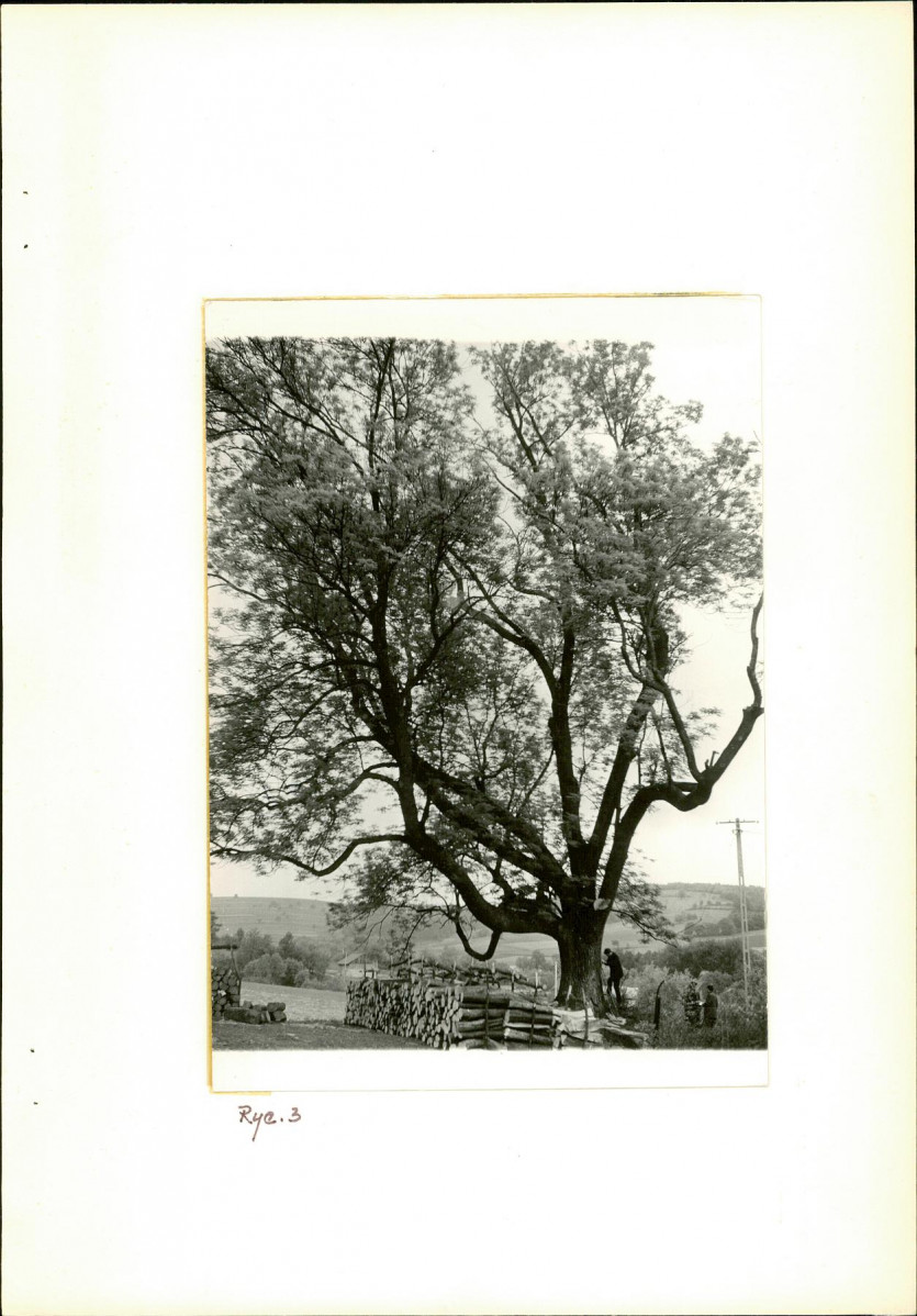 Ewidencja parkowa, skan nr 8