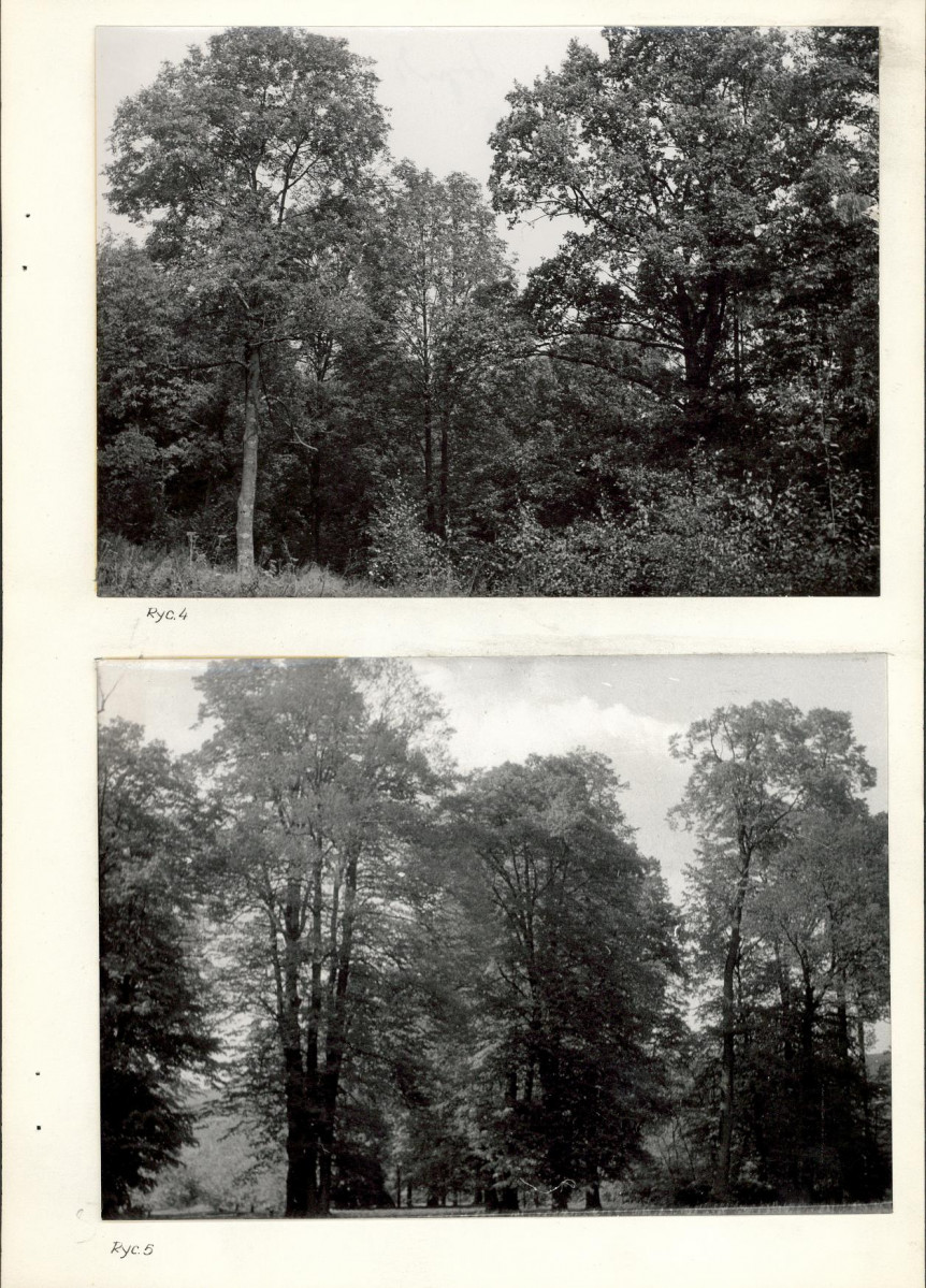 Ewidencja parkowa, skan nr 16