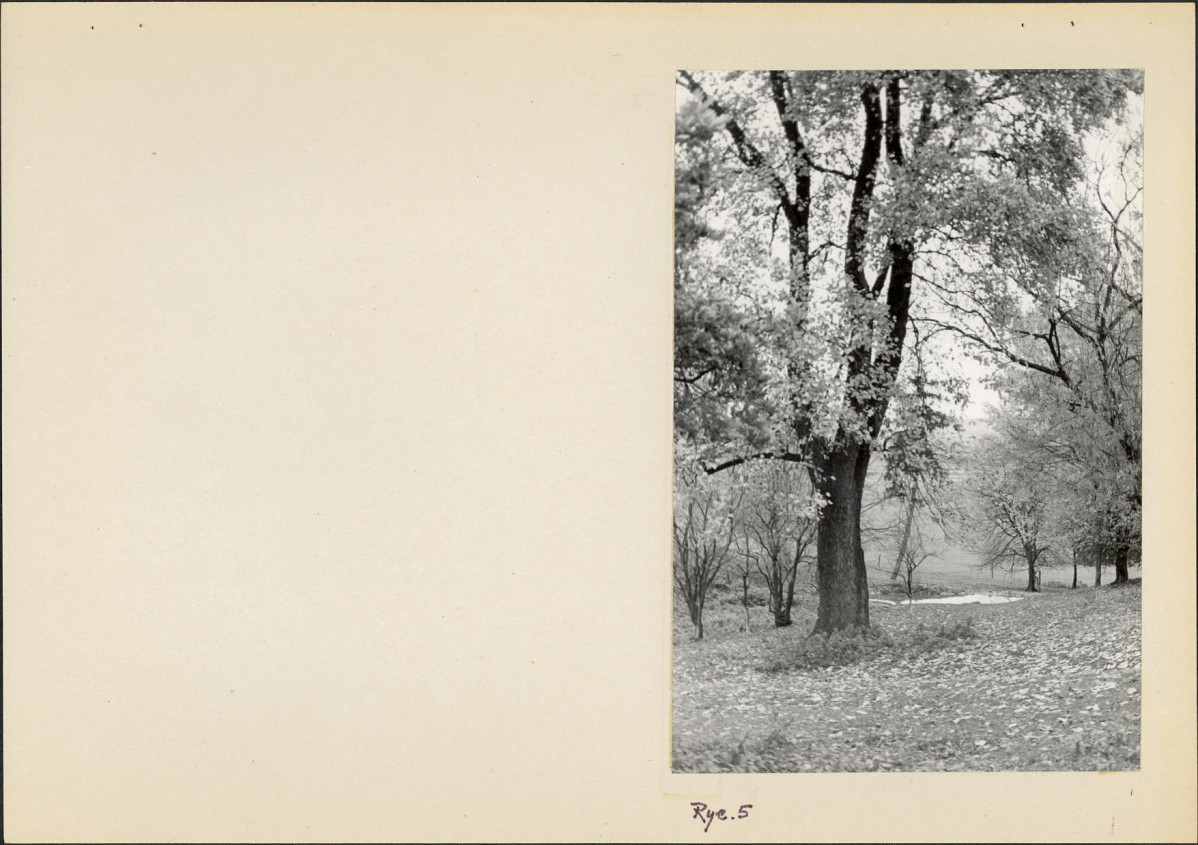 Ewidencja parkowa, skan nr 17