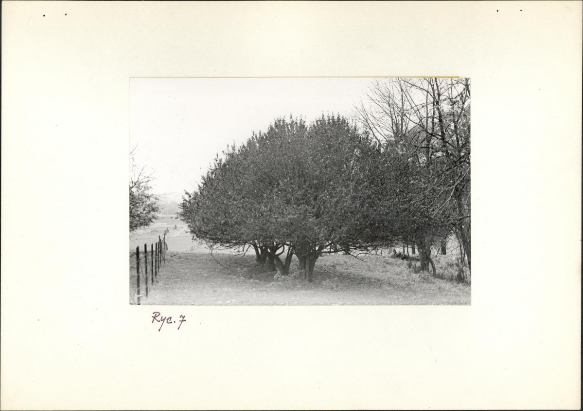 Ewidencja parkowa, skan nr 19