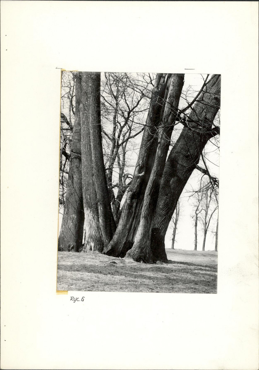 Ewidencja parkowa, skan nr 19