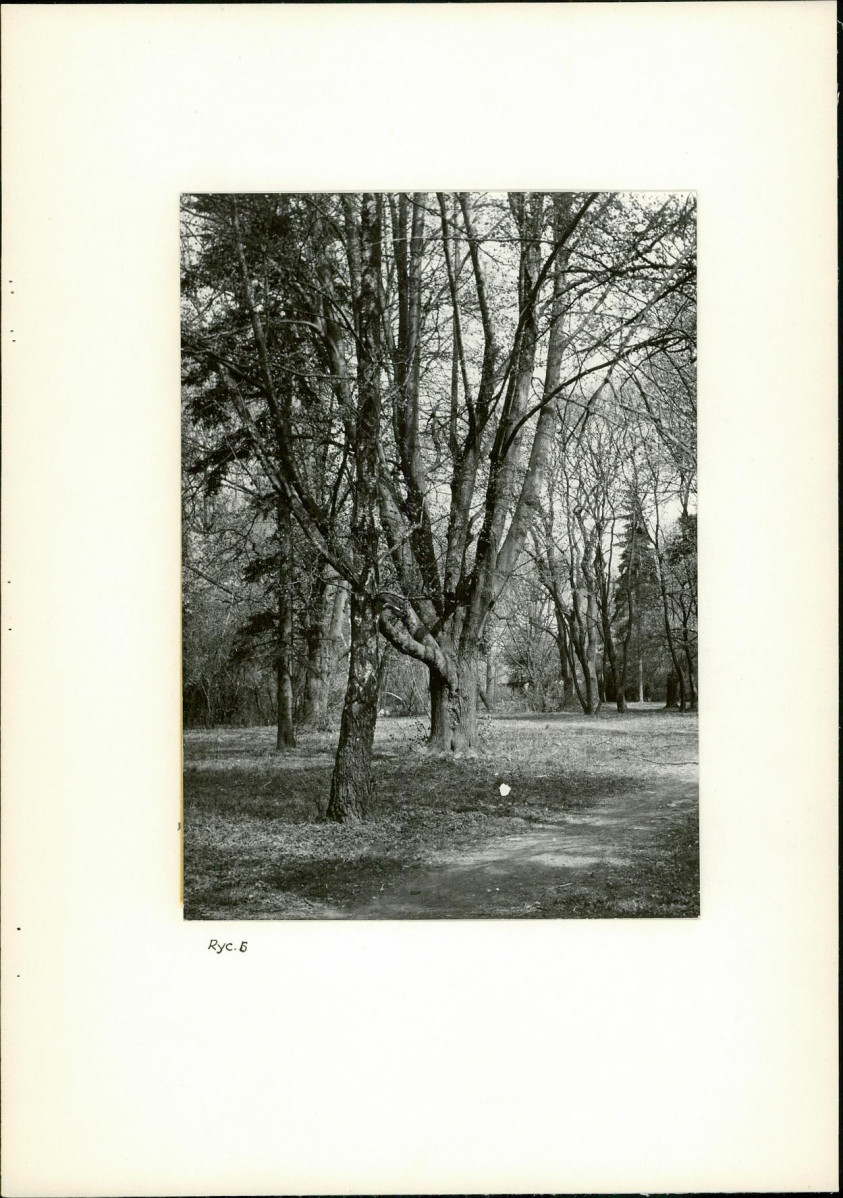 Ewidencja parkowa, skan nr 19