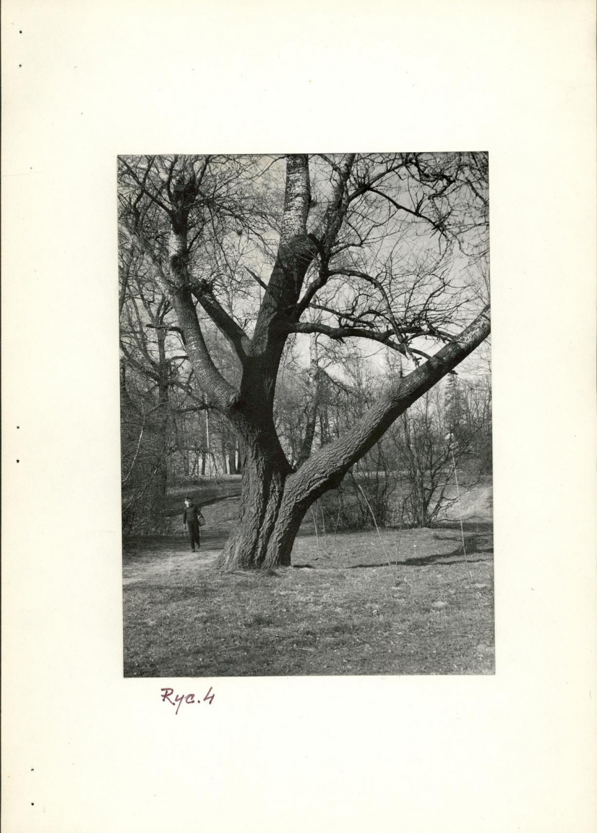 Ewidencja parkowa, skan nr 15