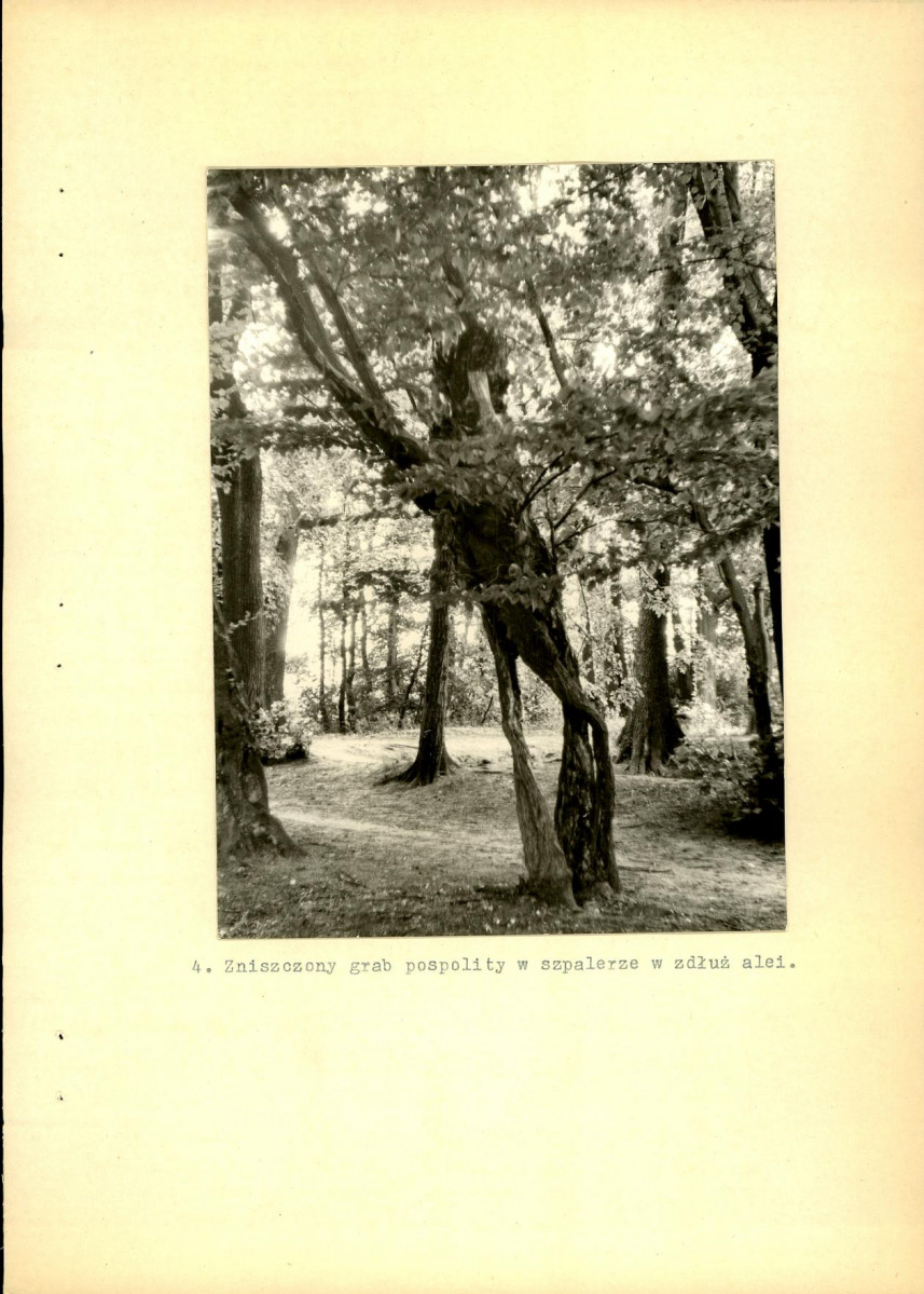 Ewidencja parkowa, skan nr 33