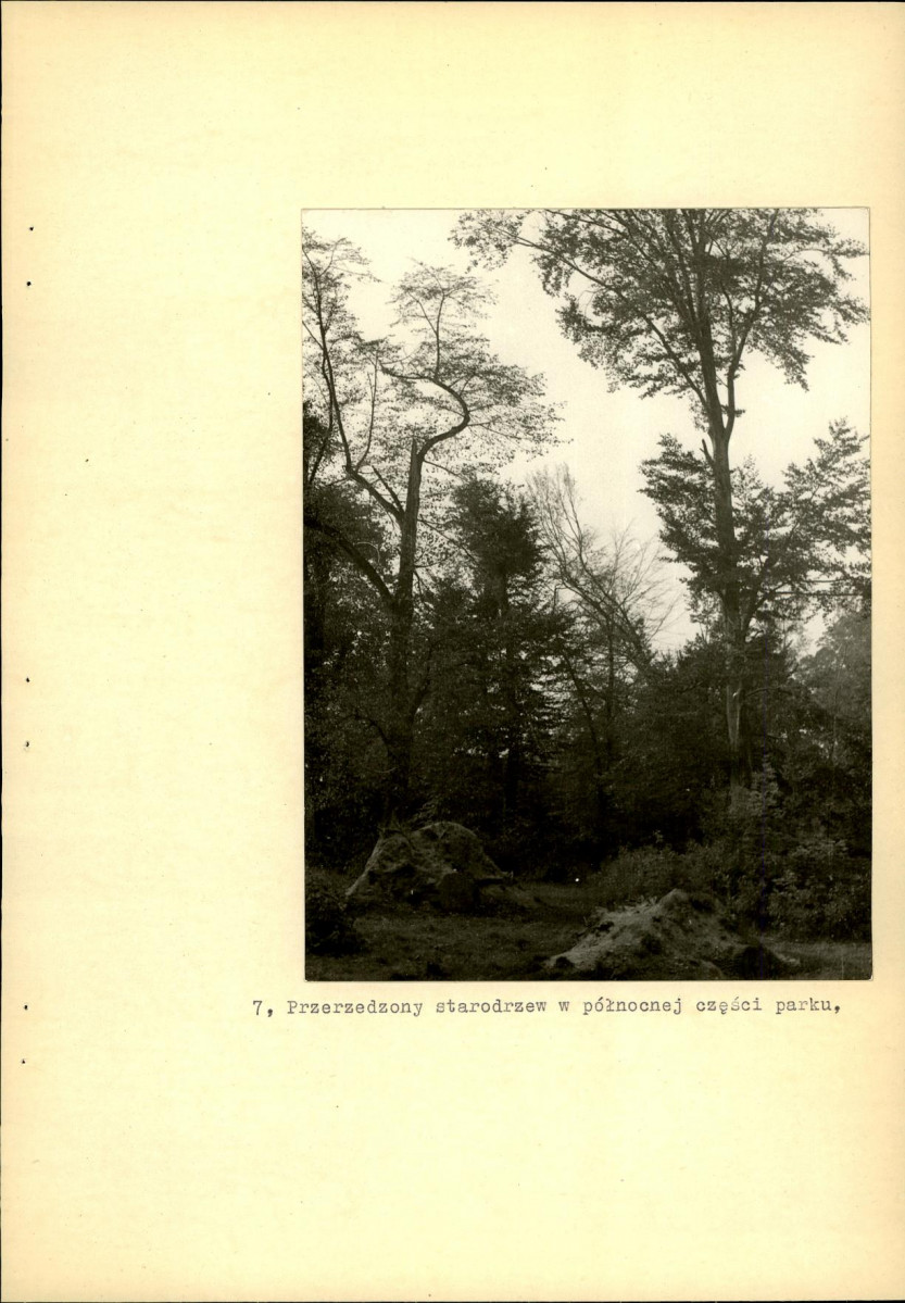 Ewidencja parkowa, skan nr 38