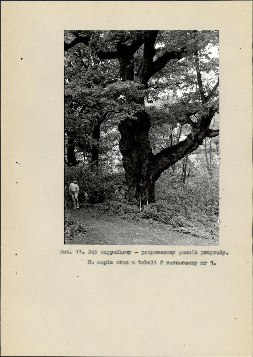 Ewidencja parkowa, skan nr 41