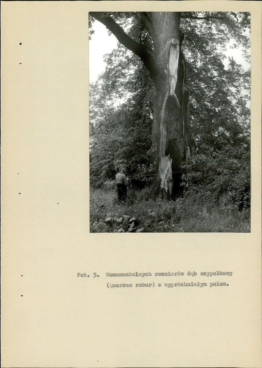 Ewidencja parkowa, skan nr 34
