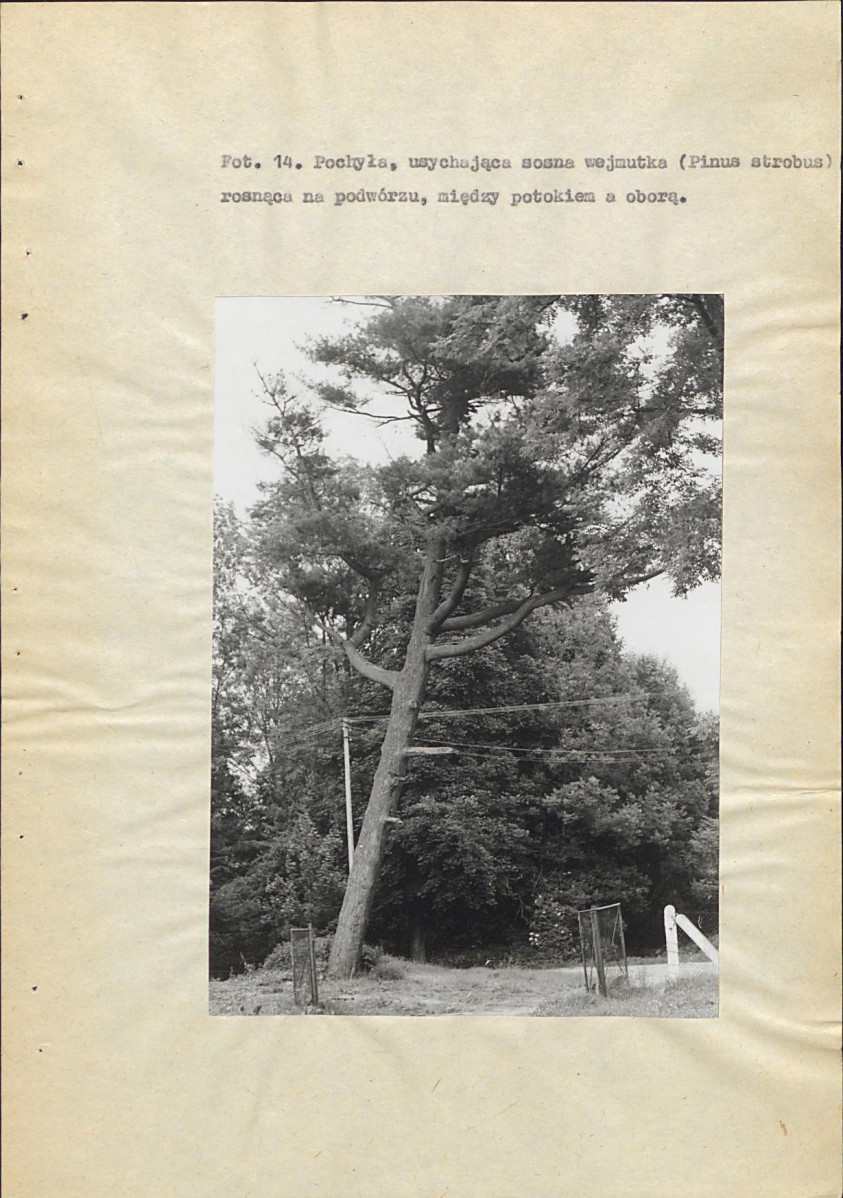 EP - Ewidencja parkowa, skan nr 62