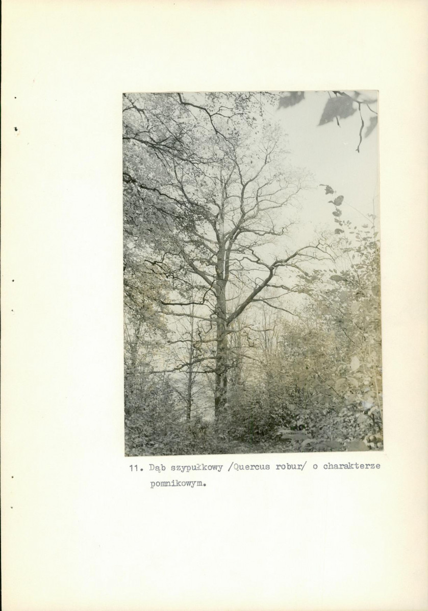 Ewidencja parkowa, skan nr 35