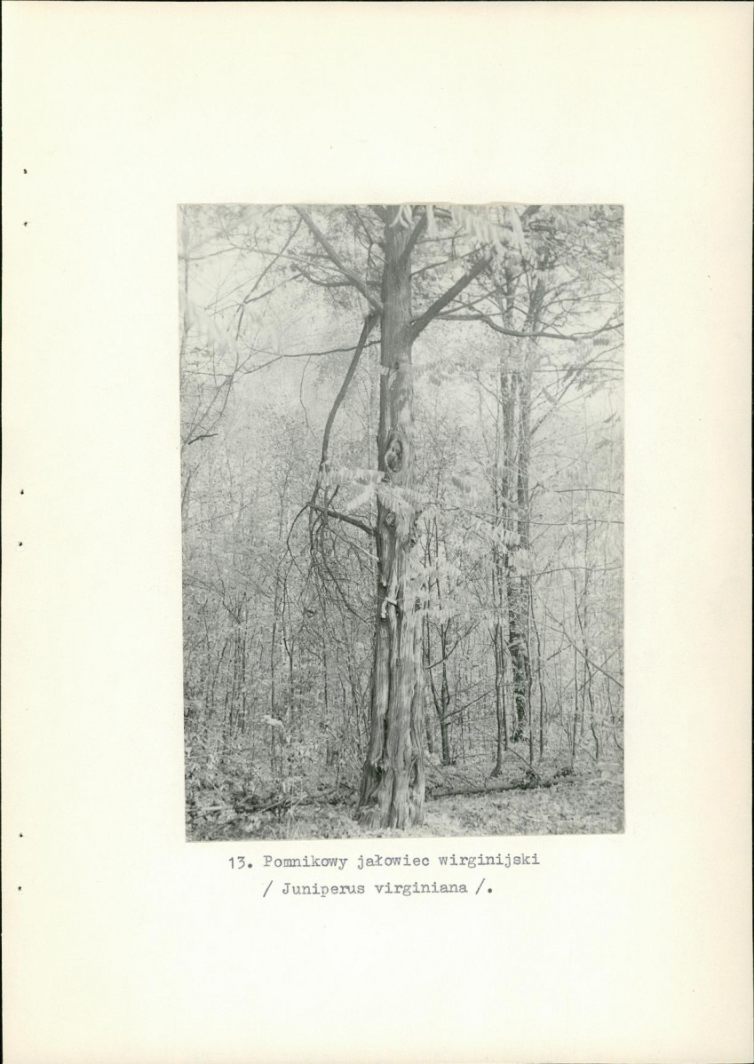 Ewidencja parkowa, skan nr 37